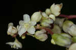 Fringed black bindweed